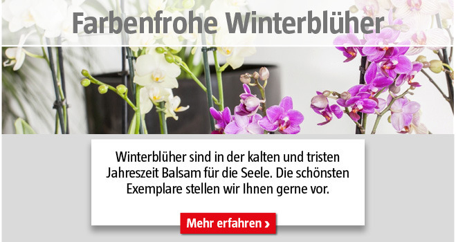Winterblüher