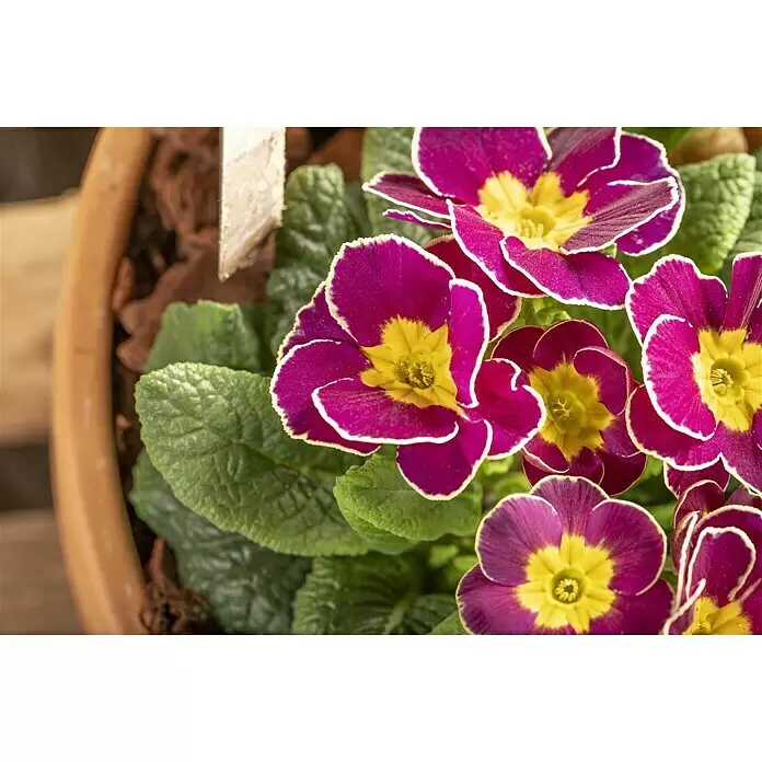 Piardino Garten-Arrangement Nr. 2 -  - Getopfte Primelblüten mit lila Blütenblättern, gelben Mitten und weißen Rändern, umgeben von grünen Blättern.