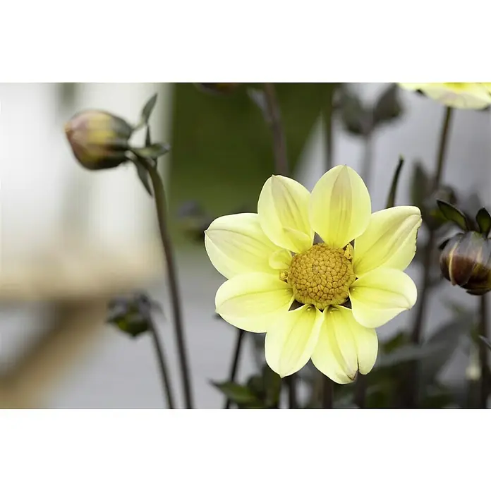 Piardino Dahlie 'Happy Days' - Dahlia 'Happy Days' - Nahaufnahme einer hellgelben Dahlie mit dunklen Stielen, die die zarten Blütenblätter und die feine Textur des Blütenkopfs hervorhebt.