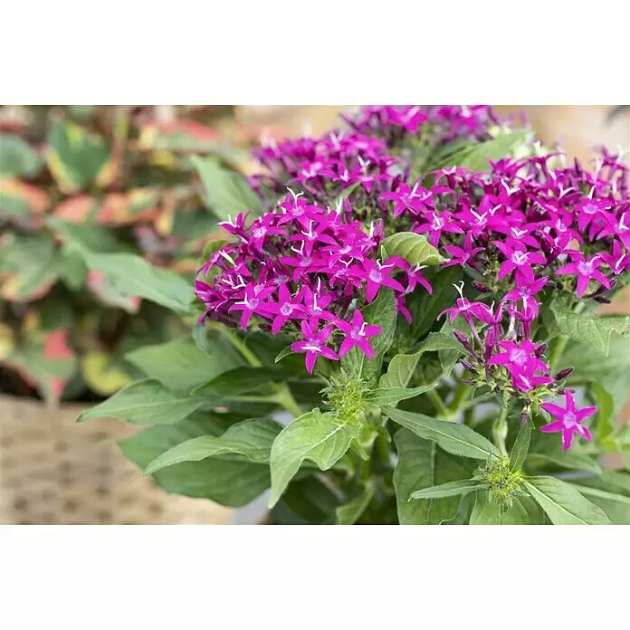 Piardino Fünfzahlstrauch - Pentas lanceolata, Topfgröße: 13 cm - Lebhafte lila Pentas-Blüten mit Sternform, umgeben von grünen Blättern.