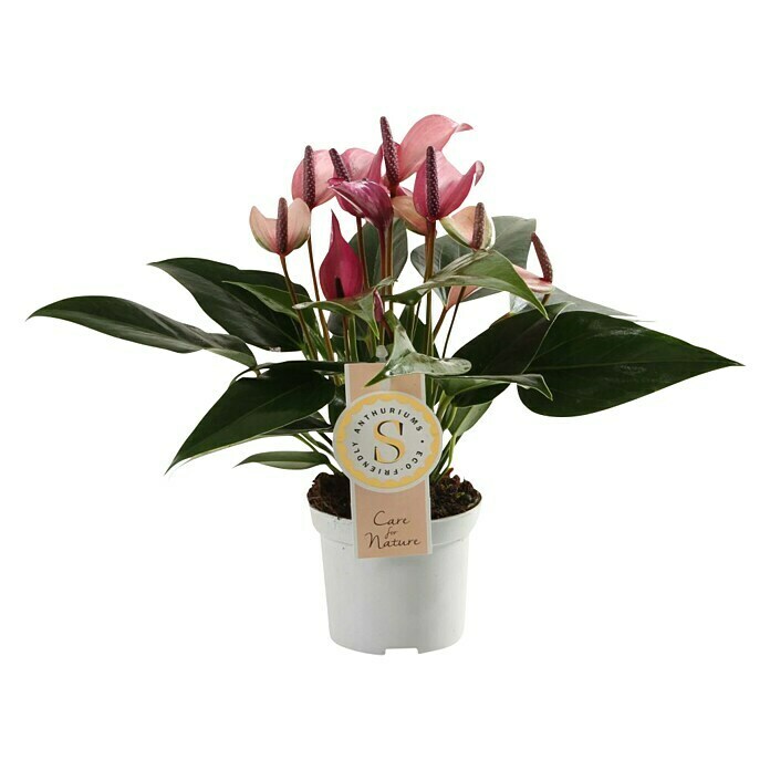 Piardino Flamingoblume (Anthurium andreanum 'Zizou lila', Topfgröße: 12 cm, Lila) | BAUHAUS