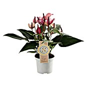 Piardino Flamingoblume (Anthurium andreanum 'Zizou lila', Topfgröße: 12 cm, Lila) | BAUHAUS