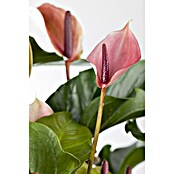 Piardino Flamingoblume (Anthurium andreanum 'Zizou lila', Topfgröße: 12 cm, Lila) | BAUHAUS