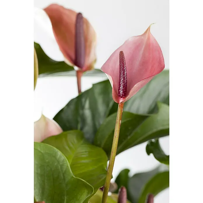 Piardino Flamingoblume Zizou - Anthurium andreanum 'Zizou lila', Topfgröße: 12 cm - Nahaufnahme einer Anthurie Pflanze mit rosa Blüten und grünen Blättern. Die Anthurie ist eine beliebte Zimmerpflanze mit auffälligen Blüten.
