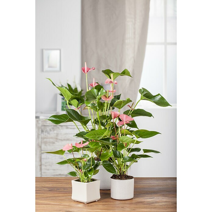 Piardino Flamingoblume (Anthurium andreanum 'Zizou lila', Topfgröße: 12 cm, Lila) | BAUHAUS