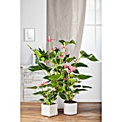 Piardino Flamingoblume (Anthurium andreanum 'Zizou lila', Topfgröße: 12 cm, Lila) | BAUHAUS