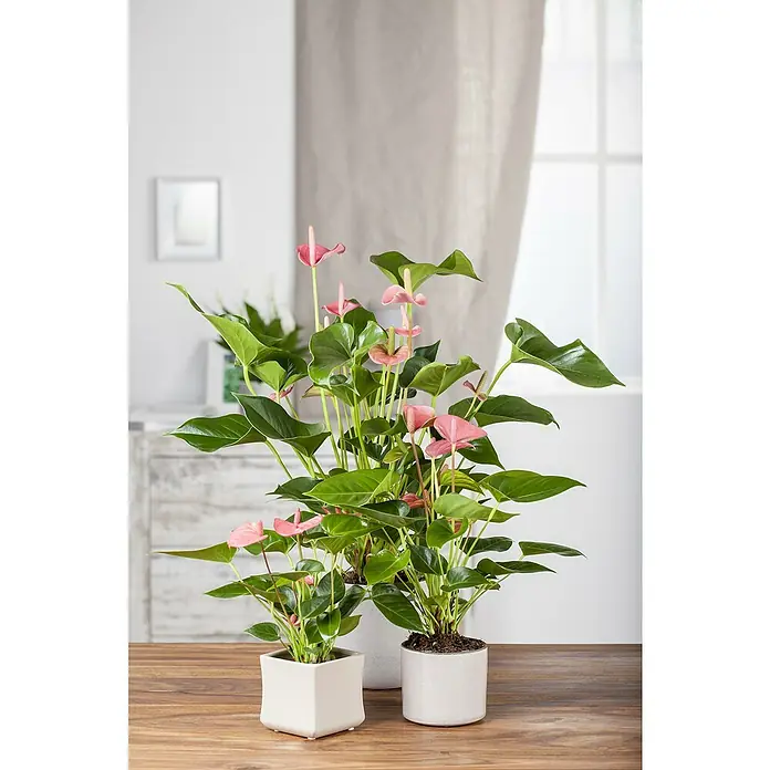 Piardino Flamingoblume Zizou - Anthurium andreanum 'Zizou lila', Topfgröße: 12 cm - Ein Arrangement mit drei Anthurienpflanzen mit zartrosa Blüten in schlichten weißen Töpfen auf einem Holztisch.