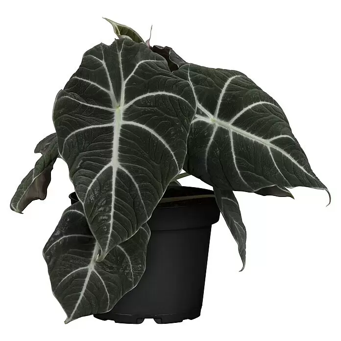 Elefantenohr - Alocasia reginula „Black Velvet“, Topfgröße: 14 cm - Topfpflanze Alocasia 'Black Velvet' mit dunkelgrünen Blättern und weißen Adern in einem schwarzen Kunststofftopf.