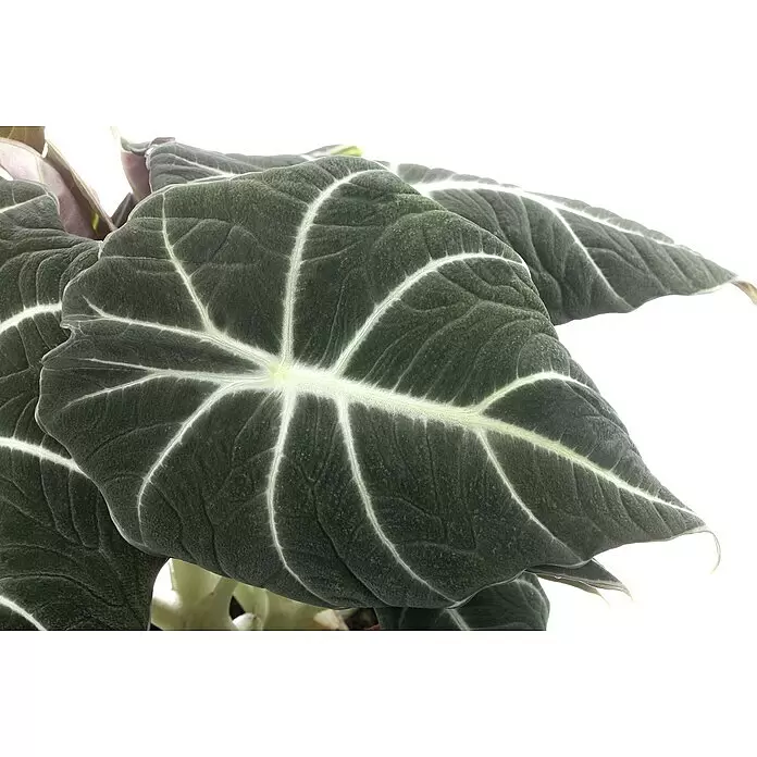 Elefantenohr - Alocasia reginula „Black Velvet“, Topfgröße: 14 cm - Nahaufnahme eines dunkelgrünen Pflanzenblatts mit samtiger Textur und auffälligen weißen Adern.