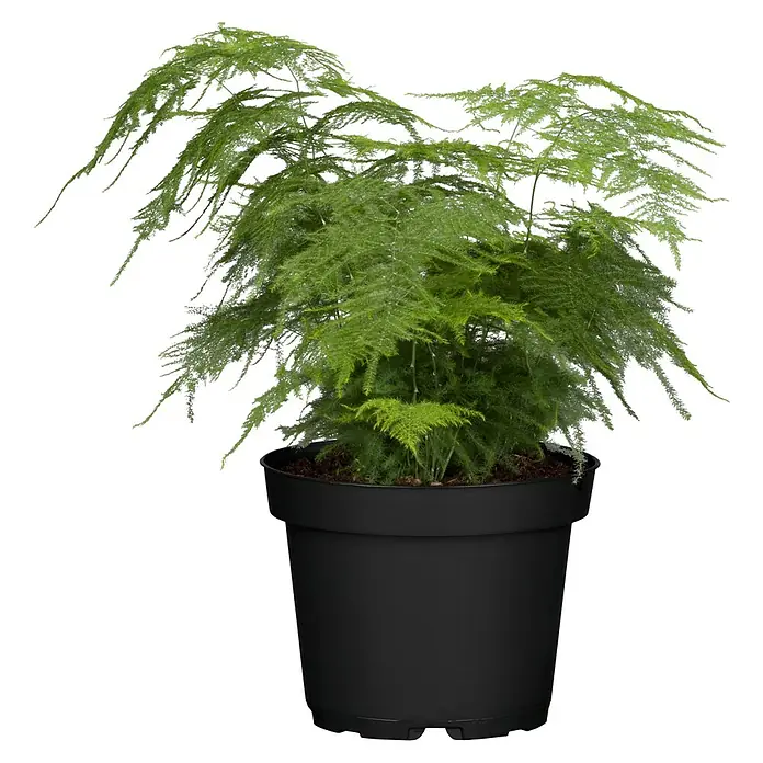 Piardino Zierspargel - Asparagus Hybriden, Topfgröße: 12 cm - Üppiger Asparagus Setaceus in einem schwarzen Topf, der eine elegante und natürliche Note in jeden Raum bringt.