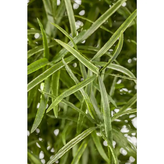 Piardino Zierspargel - Asparagus Hybriden, Topfgröße: 12 cm - Nahaufnahme von grünen Nadelblättern, die eine dichte und natürliche Textur für Hintergründe oder botanische Studien erzeugen.