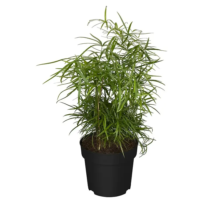 Piardino Zierspargel - Asparagus Hybriden, Topfgröße: 12 cm - Zimmerbambus im schwarzen Topf. Die Pflanze hat grüne Blätter und braune Stängel, die aus der Blumenerde ragen.
