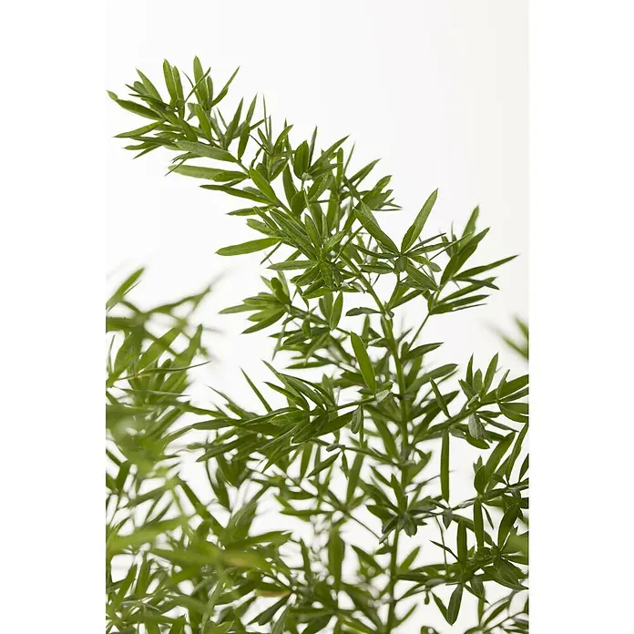 Piardino Zierspargel - Asparagus Hybriden, Topfgröße: 12 cm - Nahaufnahme eines üppigen, grünen Zierspargelzweigs mit feinen Blättern vor einem hellen, weißen Hintergrund.