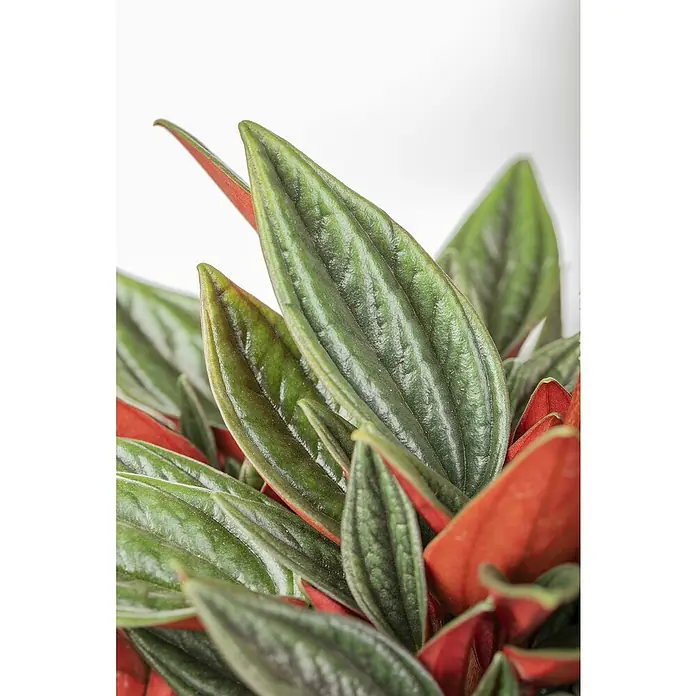 Piardino Zwergpfeffer - Peperomia, Topfgröße: 12 cm, Grün/Rot - Nahaufnahme einer Peperomia-Pflanze mit dunkelgrünen Blättern und roten Unterseiten, die eine üppige und lebendige Zimmerpflanze zeigt.