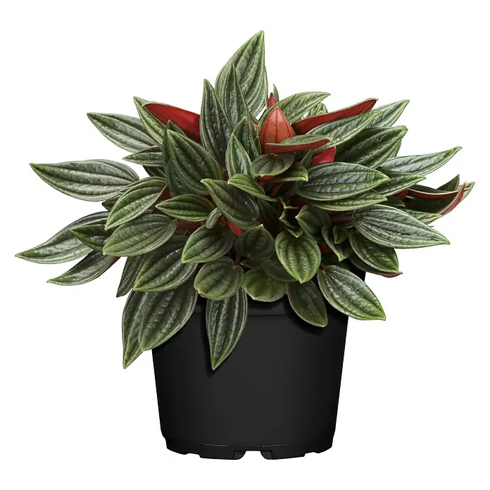 Piardino Zwergpfeffer - Peperomia, Topfgröße: 12 cm, Grün/Rot - Nahaufnahme einer Peperomia caperata 'rosso' Zimmerpflanze in einem schwarzen Topf, die ihre strukturierten grünen und roten Blätter zeigt.