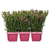 Dianthus caryophyllus 9 Pink Kisses 6 er