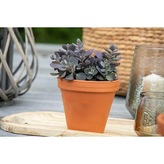 Piardino Garten-Fettblatt - Sedum cauticola Red Canyon - Eine Topfpflanze mit bläulich-grünen Blättern auf einem Holzteller, umgeben von dekorativen Elementen.