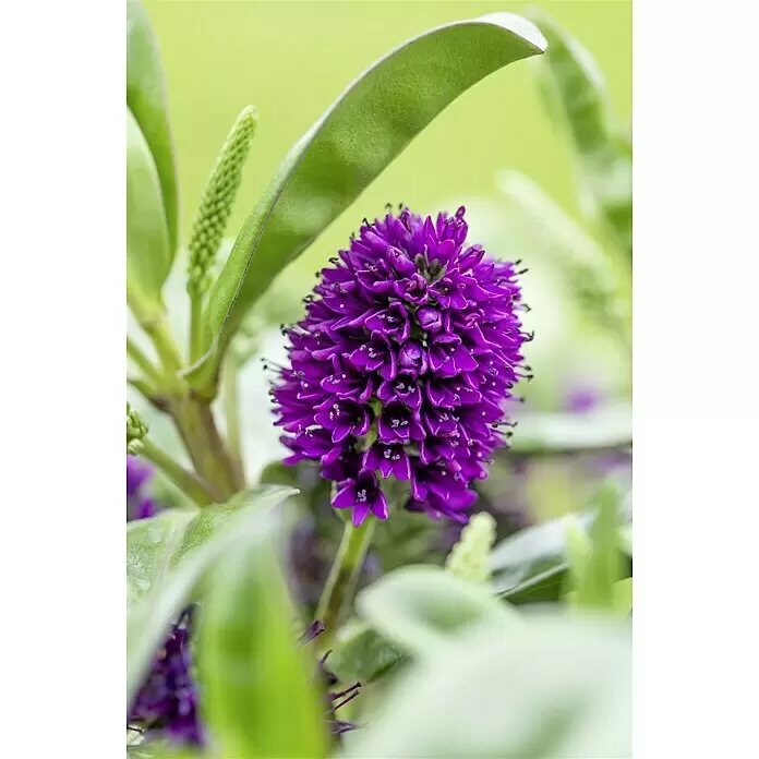 Piardino Strauchveronika Addenda in Sorten gemischt - Hebe andersonii, Topfgröße: 17 cm - Detailaufnahme