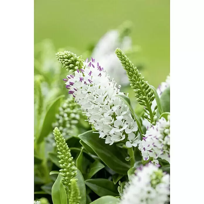 Piardino Strauchveronika Addenda in Sorten gemischt - Hebe andersonii, Topfgröße: 17 cm - Detailaufnahme
