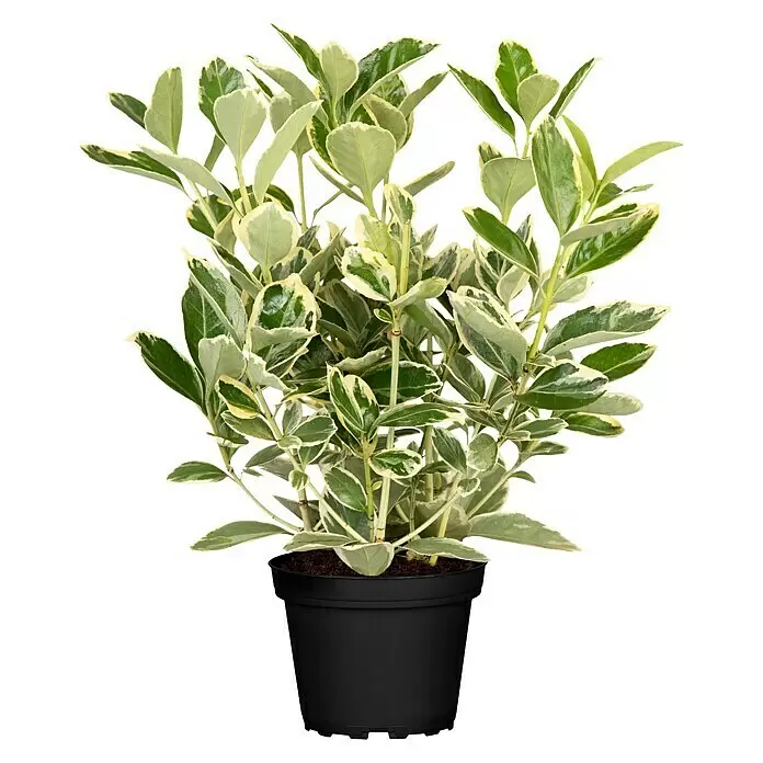 Piardino Spindelstrauch - Euonymus fortunei, Topfgröße: 11 cm, Blattfarbe: Sortenspezifisch - Vorderansicht