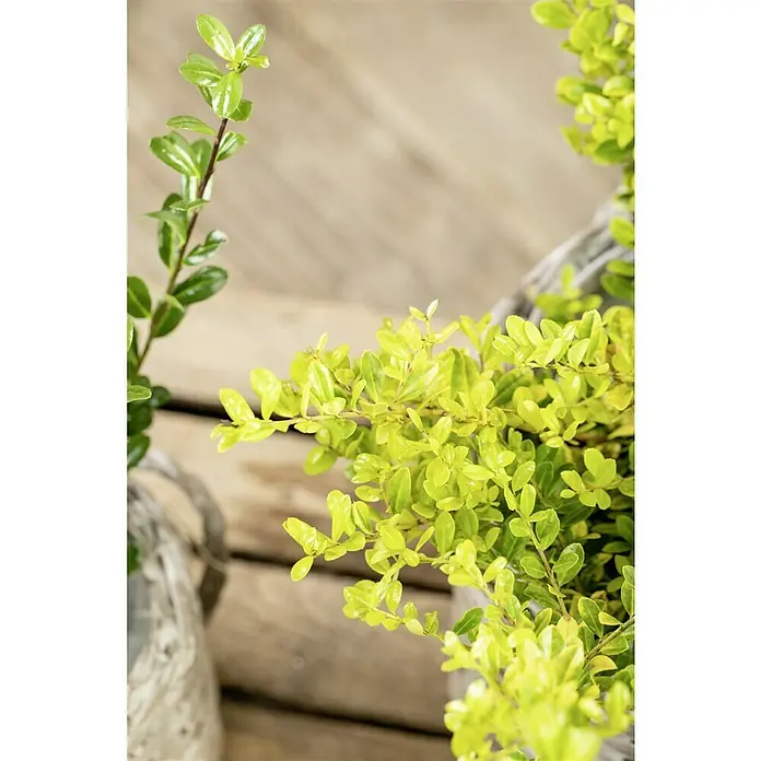 Piardino BergilexIlex crenata 'Golden Gem', Topfgröße: 17 cm - Nahaufnahme von hellgrünen Buchsbaumblättern in Körben, die eine frische und natürliche Atmosphäre vermitteln.