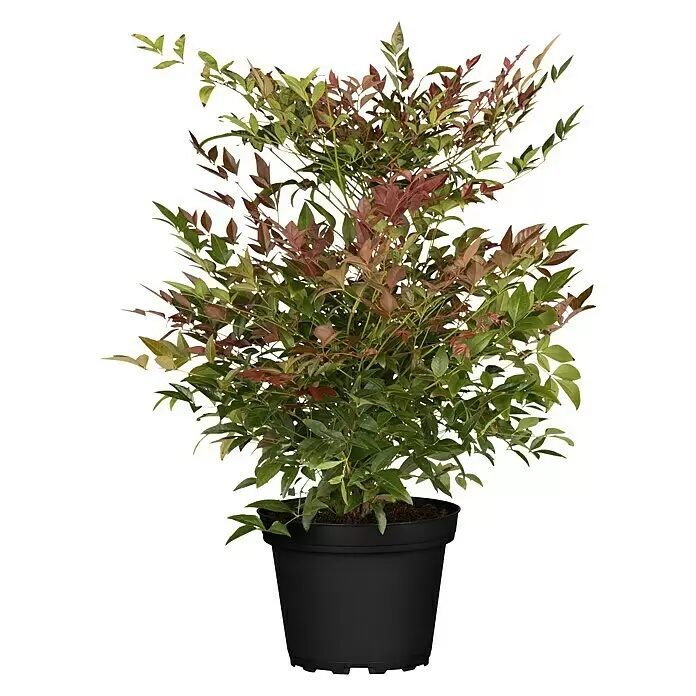 Piardino Himmelsbambus - Nandina domestica - Vorderansicht