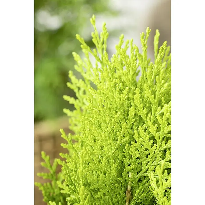 Piardino Koniferen-Mix Aufrecht - Coniferales Hybride, Topfgröße: 13 cm - Nahaufnahme einer leuchtend gelbgrünen Zypresse mit schuppenförmigen Blättern, die eine dichte, kegelförmige Form bilden.