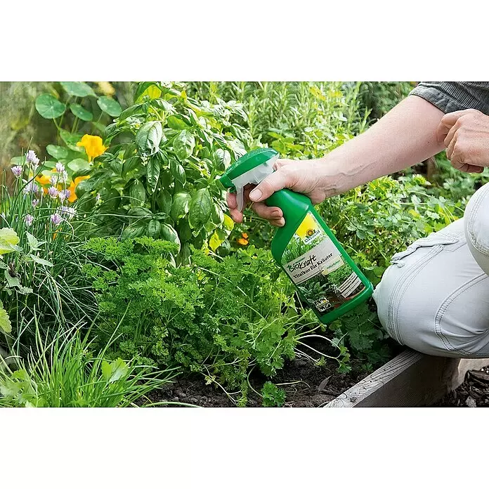 Neudorff BioKraft Vitalkur AF für Kräuter - 500 ml - Eine Person besprüht Kräuter im Garten mit einer grünen Neudorff BioKraft Vitalkur-Flasche.