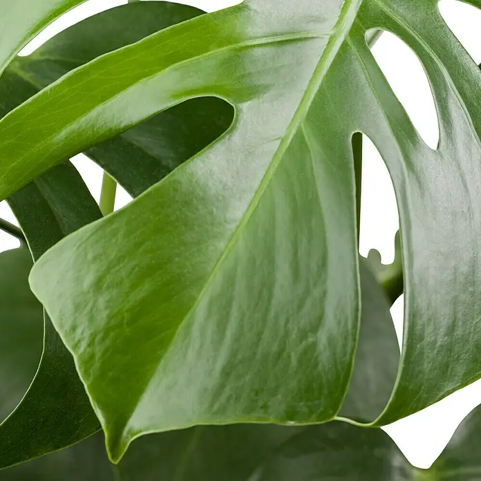 Piardino Fensterblatt - Monstera deliciosa, Topfgröße: 21 cm - Nahaufnahme eines grünen Monstera-Blattes, das die markanten Löcher und die glänzende Oberfläche der Pflanze hervorhebt.