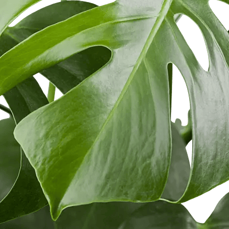Piardino Fensterblatt - Monstera deliciosa, Topfgre: 21 cm online kaufen  bei BAUHAUS