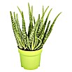 Piardino Aloe vera