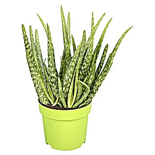 Piardino Aloe vera (Aloe Vera, Topfgröße: 12 cm)