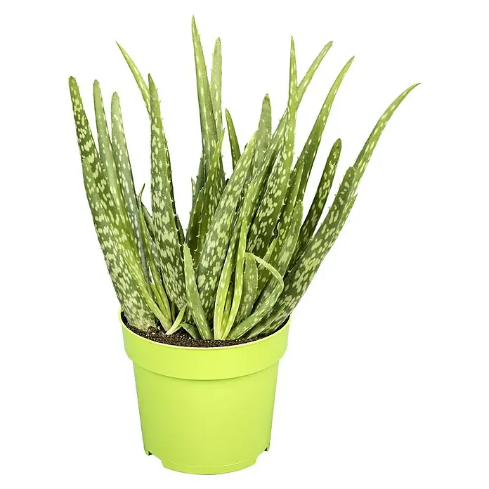 Piardino Aloe vera - Aloe Vera, Topfgröße: 12 cm - Nahaufnahme einer Aloe aristata Pflanze in einem hellgrünen Topf, die ihre attraktiven, gefleckten Blätter zeigt.