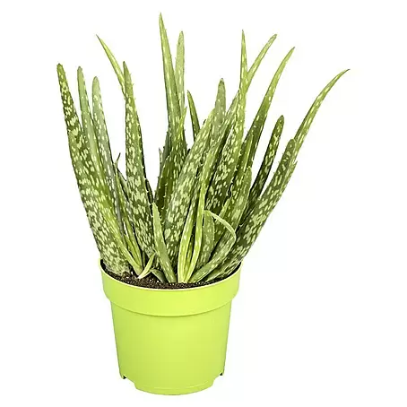 Piardino  Aloe vera