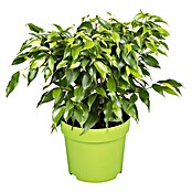 Piardino Birken-Feige (Ficus benjamina 'Nastasja', Topfgröße: 12 cm) | BAUHAUS