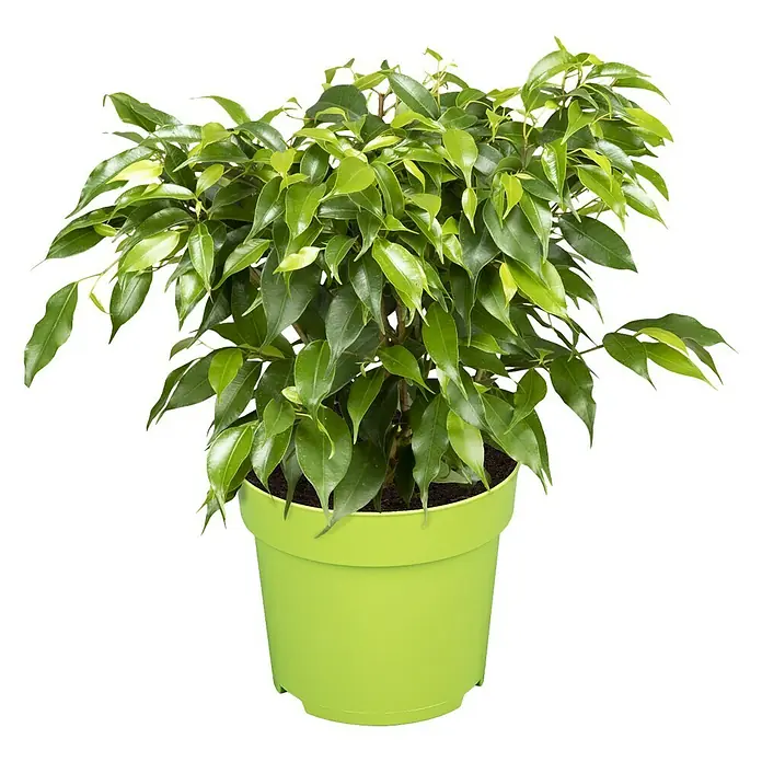 Piardino Birken-Feige - Ficus benjamina 'Nastasja', Topfgröße: 12 cm - Ein grüner Benjamini-Baum in einem hellgrünen Topf, der eine frische und natürliche Atmosphäre in jeden Raum bringt.