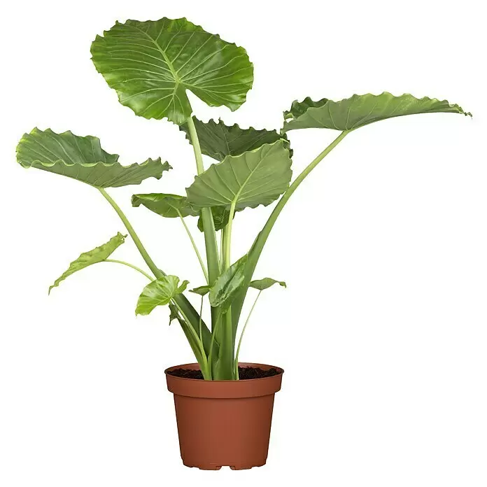 Piardino ElefantenohrAlocasia gageana, Topfgröße: 21 cm