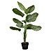 Planta artificial Calathea Orbifolia 
