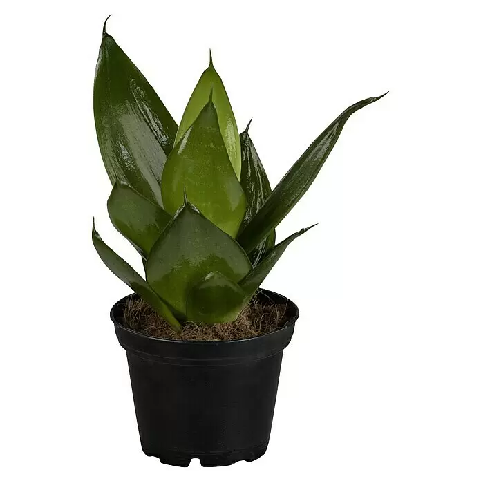 Piardino Bogenhanf MinisSansevieria, Topfgröße: 7 cm, Gelb-Grün