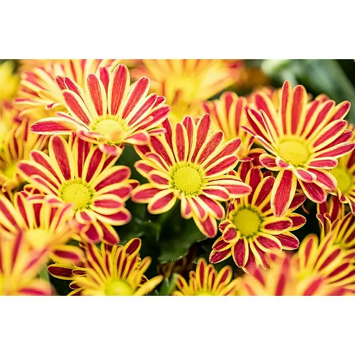 Piardino Herbst-Chrysantheme Swifty - Dendranthema indicum, Topfgröße: 12 cm, Sortenabhängig - Nahaufnahme eines lebendigen Bündels rot-gelber Chrysanthemen, deren Blütenblätter ein gestreiftes Muster aufweisen.