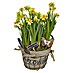 Piardino Garten-Arrangement 