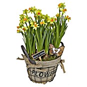 Piardino Pflanzenarrangement (Frühlingshaft dekoriert)