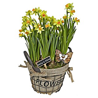 Piardino Garten-Arrangement (Liebevoll in Flechtkörbchen arrangierte Narzissen)