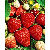 Erdbeere 6er Pack (Fragaria ananassa 'Ostara', 6 Stk., Erntezeit: Juni) | BAUHAUS