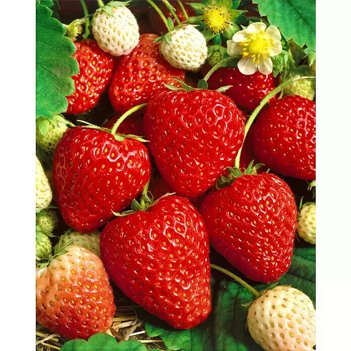 Erdbeere 6er Pack - Fragaria ananassa 'Ostara', 6 Stk., Erntezeit: Juni - Stimmungsaufnahme