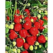 Erdbeere 6er Pack (Fragaria ananassa 'El Santa', 6 Stk., Erntezeit: Juni) | BAUHAUS