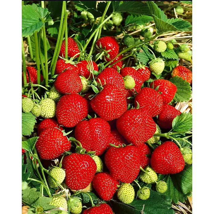 Erdbeere 6er Pack - Fragaria ananassa 'El Santa', 6 Stk., Erntezeit: Juni - Frische, reife Erdbeeren zwischen grünen Blättern und unreifen Früchten.