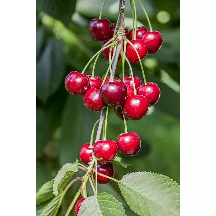 Obstbaum Bio-Sortiment - Buschbaum Obst - Stimmungsaufnahme