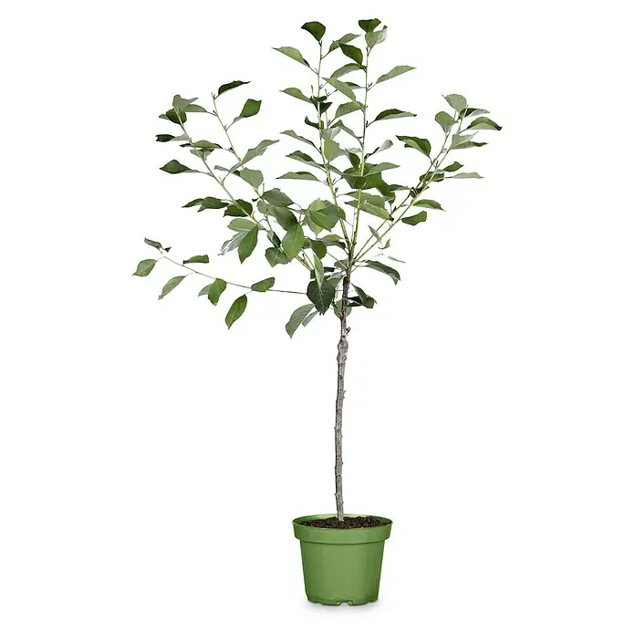Birnenbaum Bio Zwergform - Pyrus communis, Topfvolumen: 5 l - Ein belaubter Baum in einem grünen Topf, der eine beruhigende und natürliche Note verleiht und eine friedliche Atmosphäre schafft.
