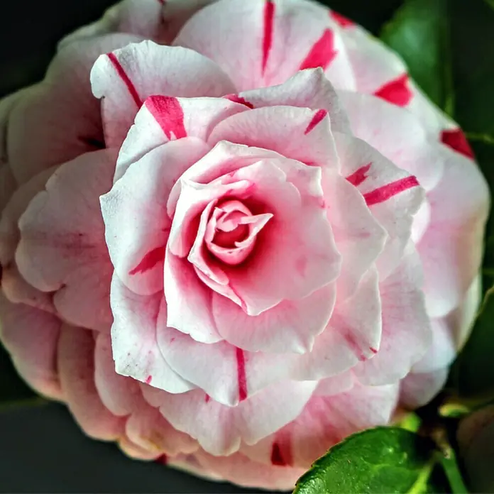 Piardino Japanische Kamelie - Camellia japonica, Topfgröße: 15 cm, Blütenfarbe: Sortenabhängig - Nahaufnahme einer Camellia japonica 'Debutante' Blüte, die ihre zarten, weiß-rosa Blütenblätter und die leuchtenden roten Streifen zeigt.